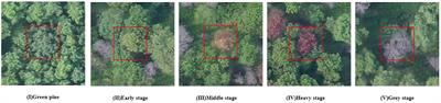 Early detection of pine wilt disease based on UAV reconstructed hyperspectral image